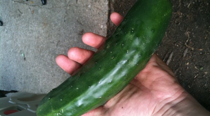First Harvest